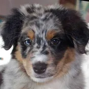 Australian Shepherd