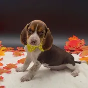 Beagle