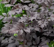 Astilbe - Chocolate Shogun