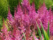 Astilbe - Maggie Daley