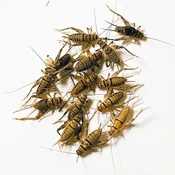 100 Large Feeder Cricket (3/4 Inch)
