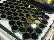 Black Salve