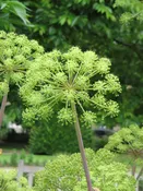 Angelica