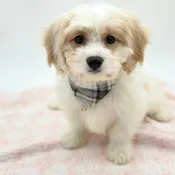 Cavachon (M)- 31336