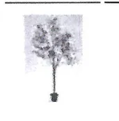 80" Green Ollive Tree Potted