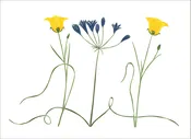 EN7015 Brodiaea and Calochortus Notecards