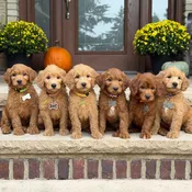 Winnie and Copper’s Goldendoodle Litter