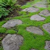 EmeraldMoss | Irish Moss (Sagina) Seed