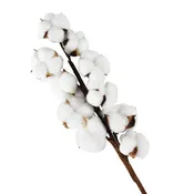 10heads/bouquet White Dried Flowers Natural Cotton Flower Branch Decorations for Home Gardening Craft Wedding Floral Decor