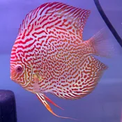 Albino Red Leopard<br>LIMITED
