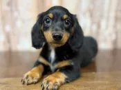 Dachshund – 4387