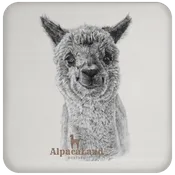 AlpacaLand Coaster