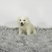 American Eskimo