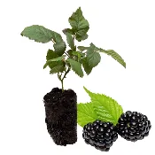 Caddo Blackberry Plug Plants – Thornless Early-Season Variety | Large, Sweet & Juicy Berries | High Yield & Disease Resistant | Hand Picked Nursery