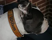Baseball Dog Collar