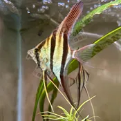 Altum Atabapo Angelfish – Pterophyllum altum