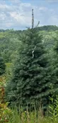 Concolor Fir