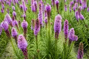 Blazing Star