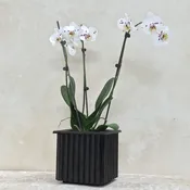 AMIR PLW002 – WOODEN PLANTER BOX