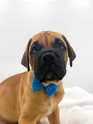 Bullmastiff (M) 14683