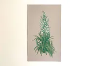 Yucca Botanical Screenprint — Steez Design