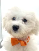 Bichon Frise (M) 14729