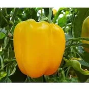 Bell Peppers - Way Farms — Chillicothe Farmers Market
