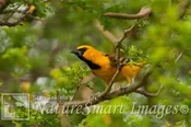 Altamira Oriole male Tekiela TEK9156