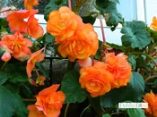 Begonia - Apricot Shades - Hanging Basket