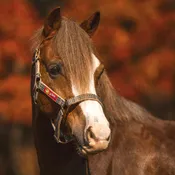 5/A Baker Breakaway Halter with Leather Crown