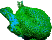 WYSIWYG Rainbow Montipora