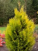 Arborvitae, Yellow Ribbon