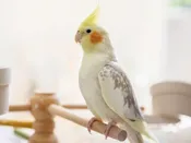 Cockatiel – 13