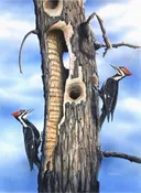 "Crested Pair"