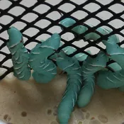 12 Count Worm Cup BULK