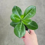Adenium obesum - 4"