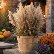 Pampas Grass: 3 Bundles — The Barn