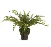 16" Boston Fern Drop In