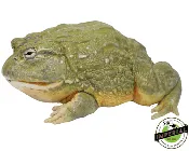 African Giant Pixie Frog Adult