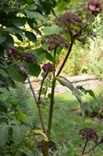 Angelica Gigas Giant Wild Parsnip