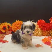 Aussiedoodle Mini