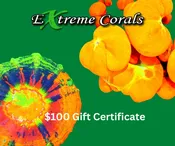 $100 Gift Certificate