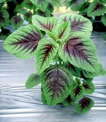 Amaranth: HU HSIEN