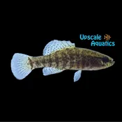 Banded Pygmy Sunfish (Elassoma zonatum)