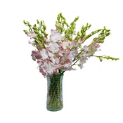 Peach Dendrobium Orchids