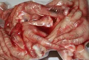 Chicken Feet