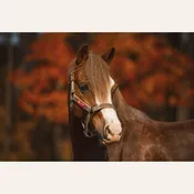 5/A Baker Breakaway Nylon Halter with Leather Crown