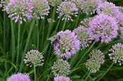Allium Millenium
