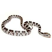 Black Corn Snakes