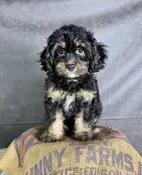 Charlotte- Cavapoo Female — Quality Puppies USA